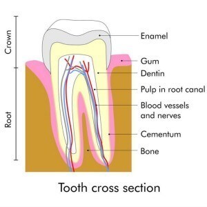 drawing of the cross section of a tooth